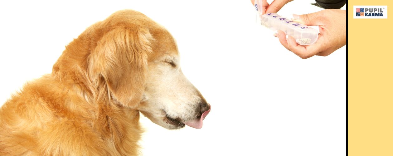 Pies do końca życia będzie przyjmował leki. Zdjęcie fragmentaryczne psa, któremu człowiek podaje tabletki. Po prawej kolorowy pas i logo pupilkarma.